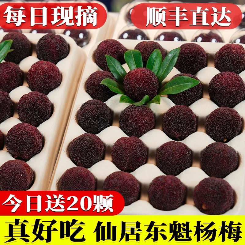 送20颗现摘8A精选】正宗仙居大东魁杨梅新鲜水果产地直销礼盒顺丰