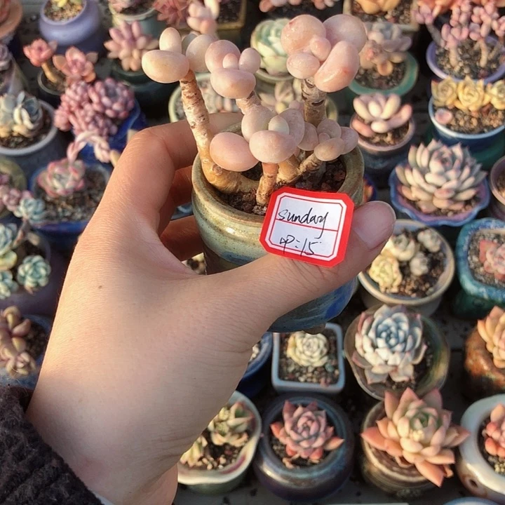 @****Sunday         带盆