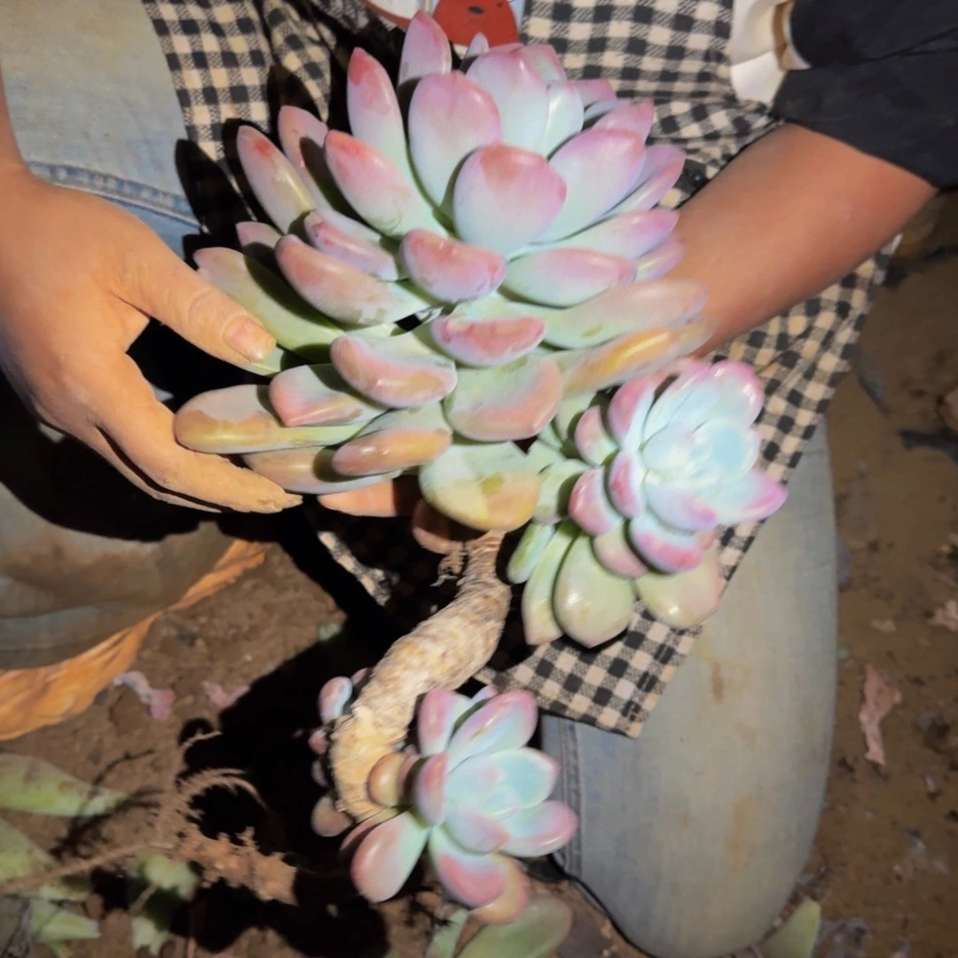 余***心奥普 一颗 不包损77号