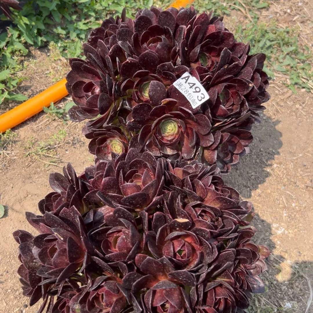 明***?493多肉   2颗黑寡妇