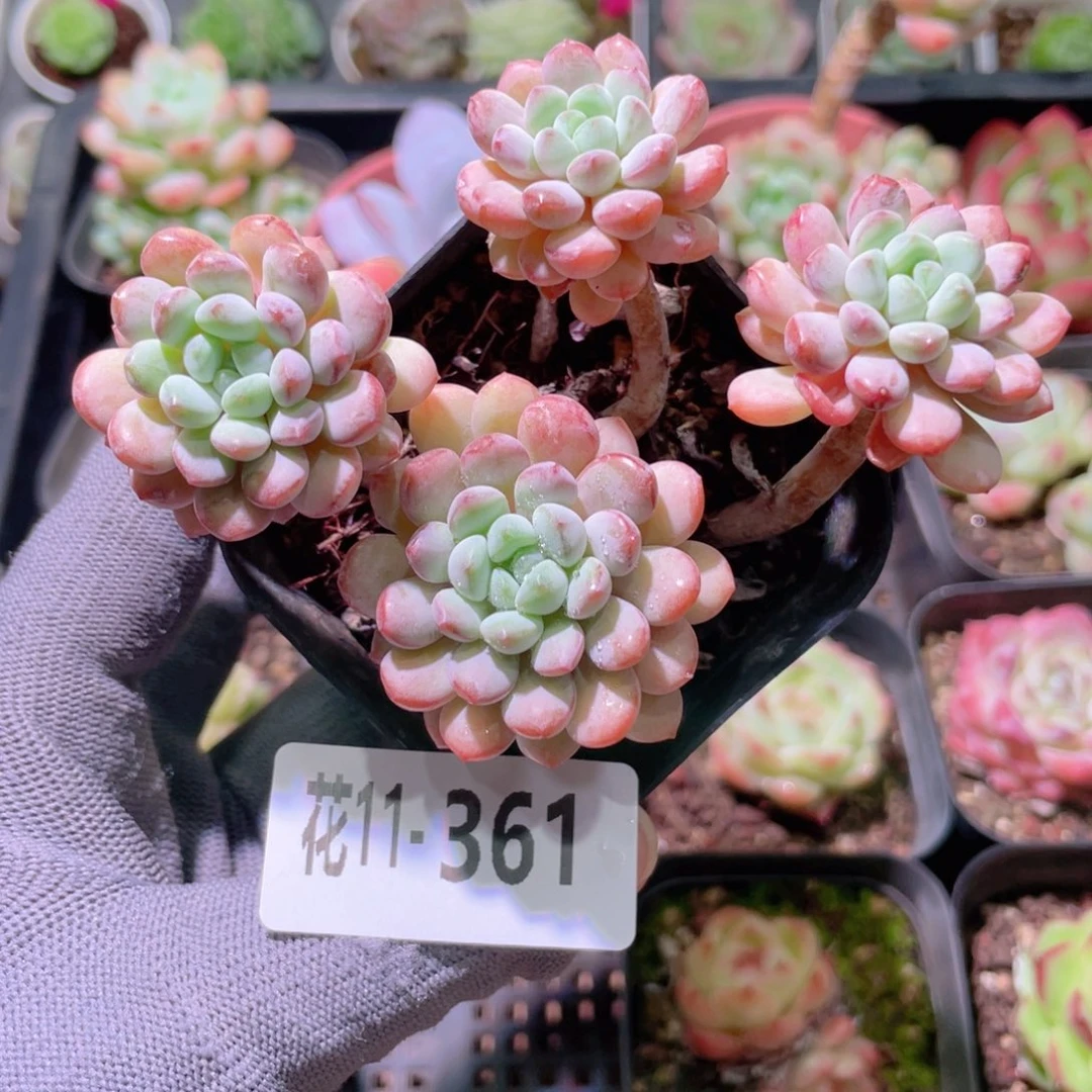 花利美11-361珍珠豆