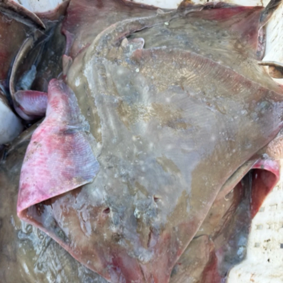 【渔三宝】烟台直发 野生老板鱼 速冻发货 顺丰到家