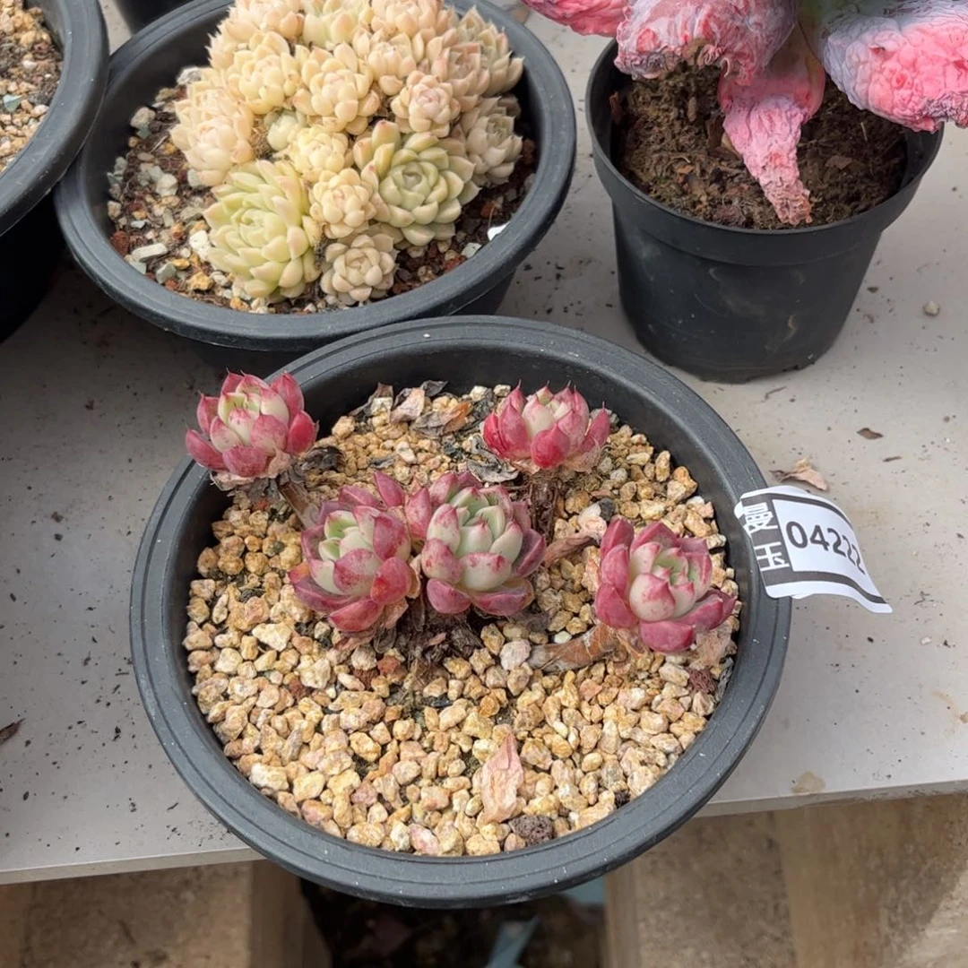 莎罗辑牡丹杂多肉植物04222