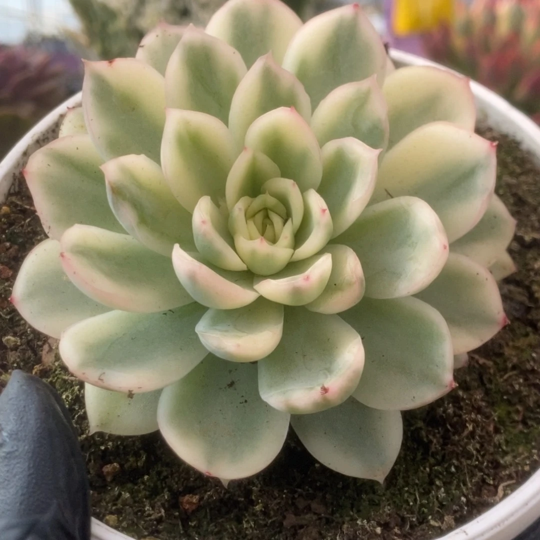 617寒酥锦锦锦锦锦锦