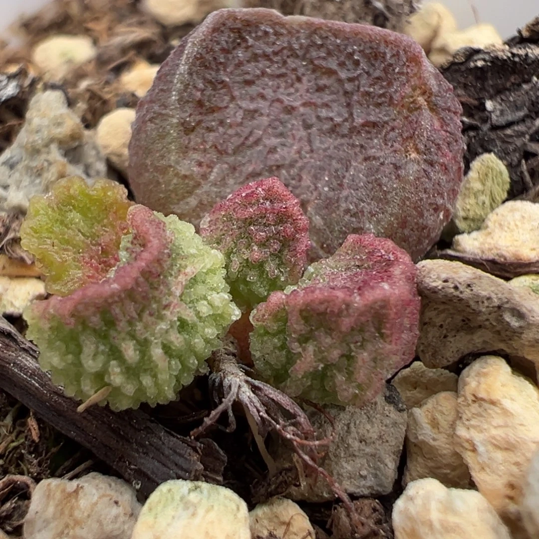 实生新品大苗多肉植物水泡
