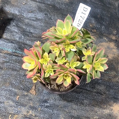 1728艳日辉多肉微瑕疵处理