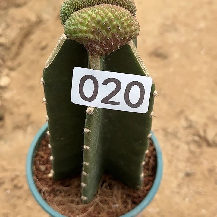 明*嫁接蛇皮缀化020