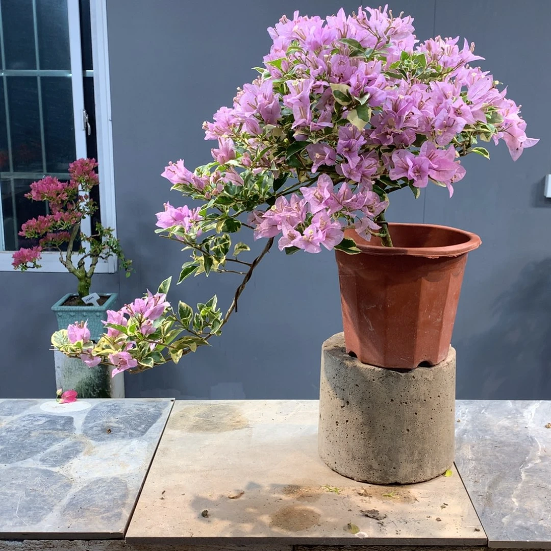 大量花朵（建议范围：8朵-15朵 或40%以上）