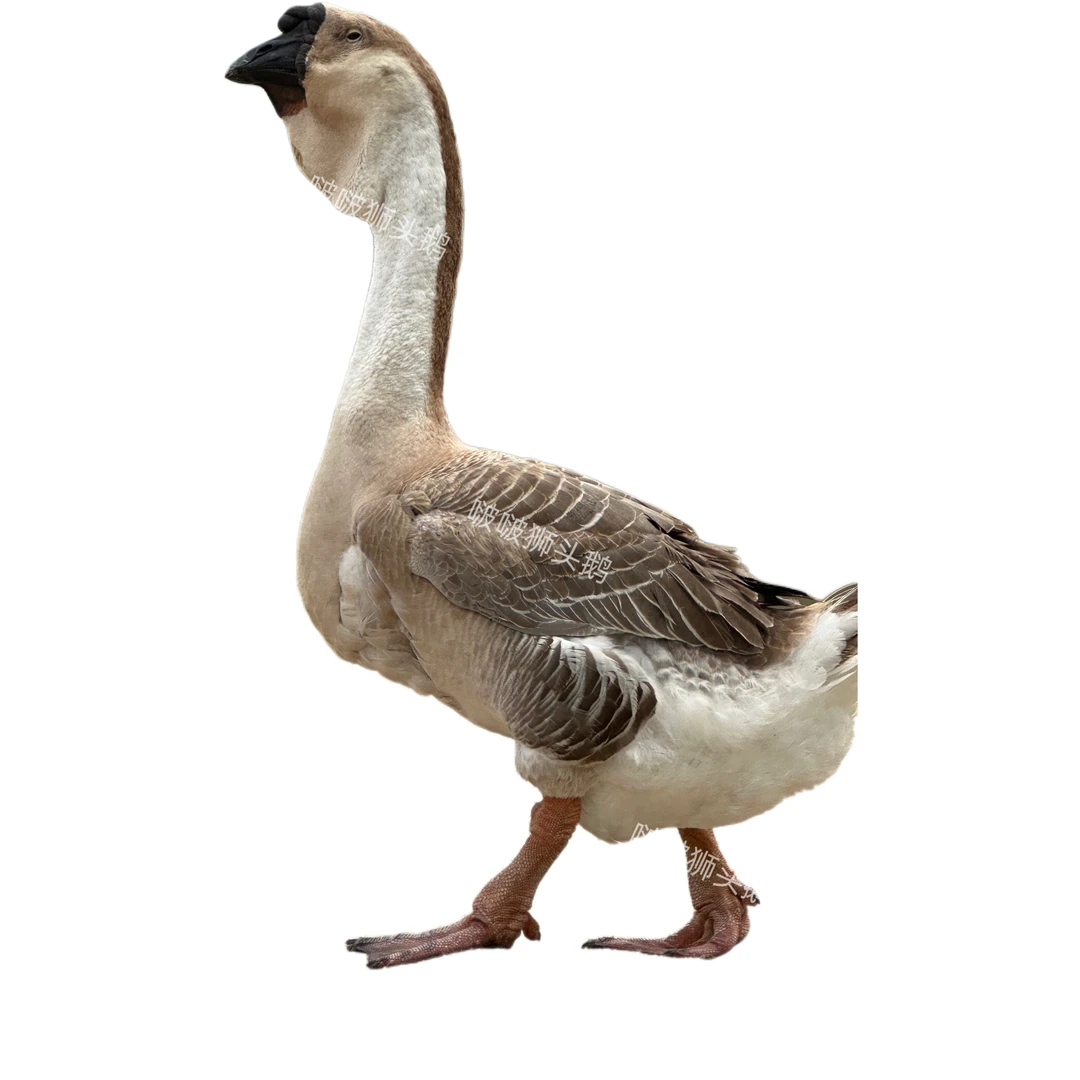 【啵啵农业】1纯种狮头鹅肉鲜活预包装食品9斤装