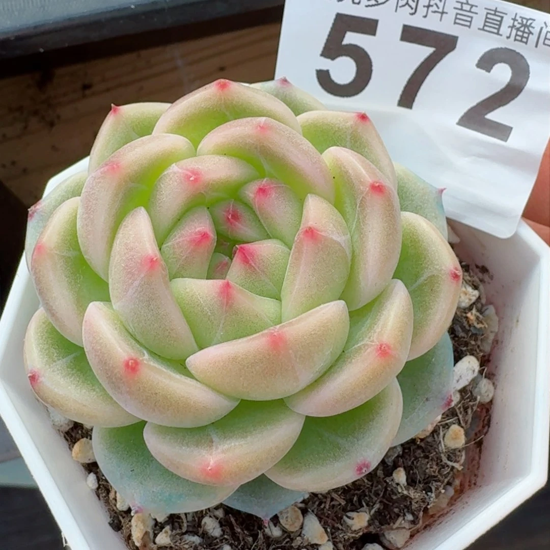 月玲珑珍妮         精品多肉