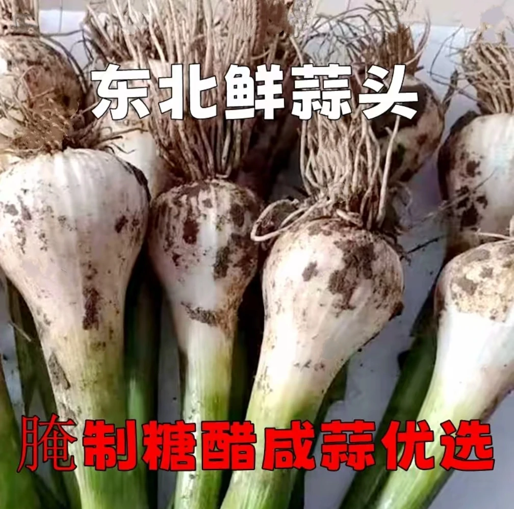 新鲜大蒜 腌糖蒜 青蒜 嫩蒜 45头到50头带须保鲜 5斤