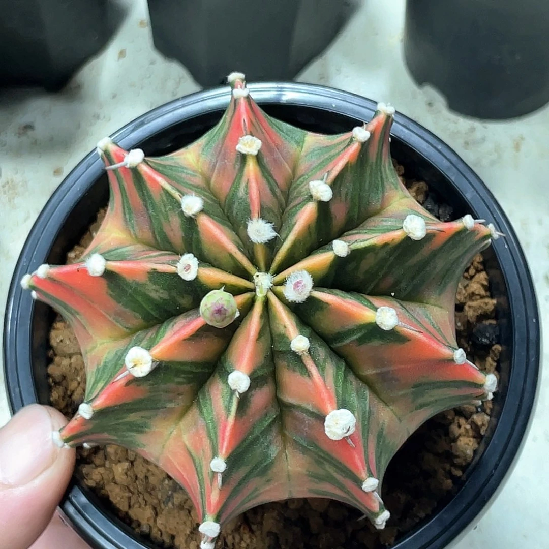 当前无花朵，栽培后可花朵