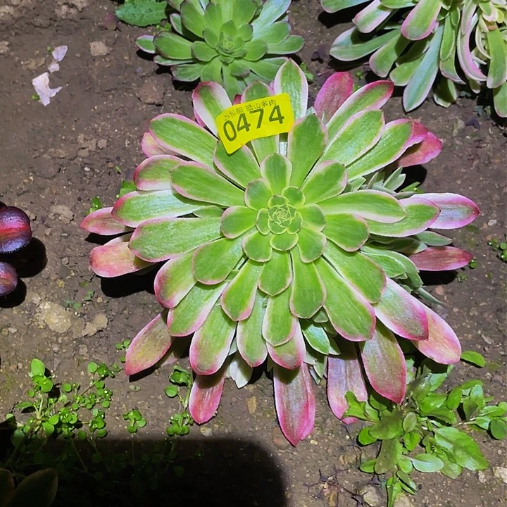 0474粉琉璃多肉植物