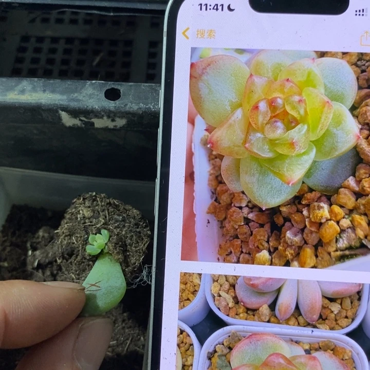 穴盘甜心相柳芽苗一个