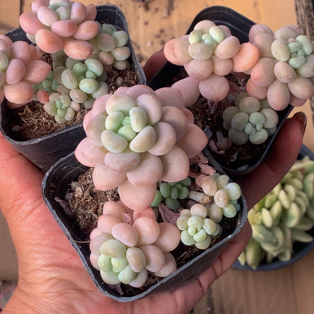 鱼子酱1颗 （6.66包邮不满6.66发叶子）