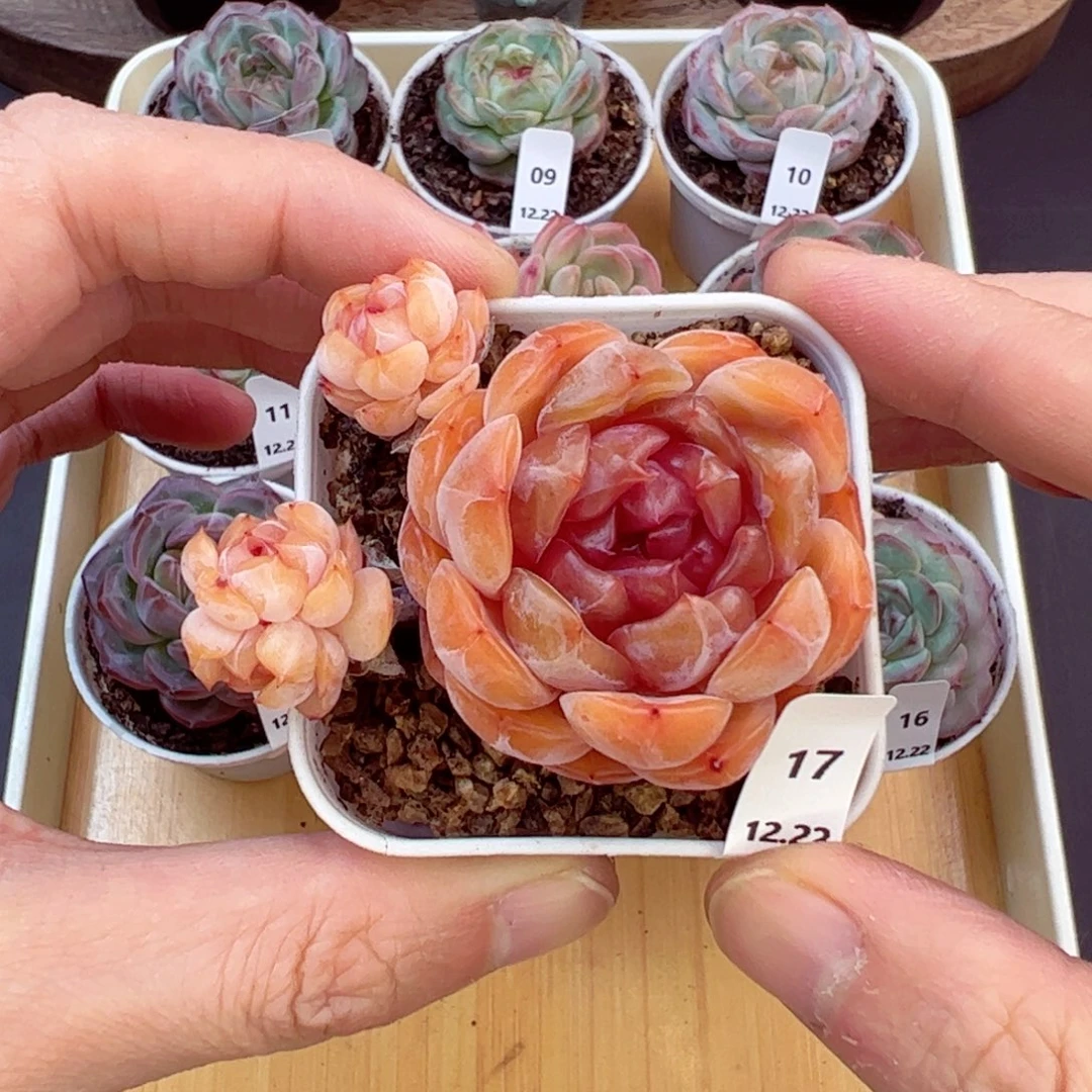 好好看17、哈哈哈哈