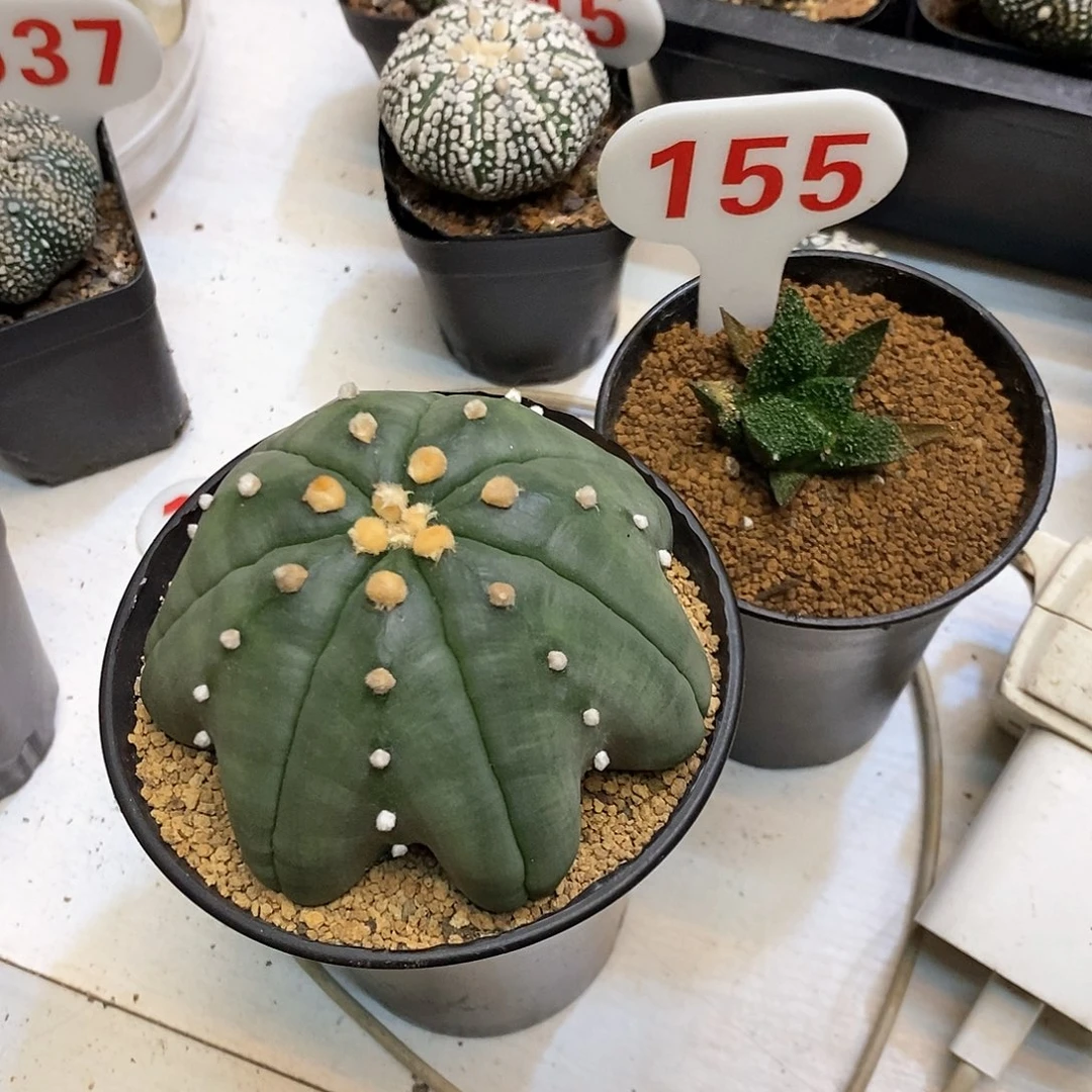 狂***牛155两个福利特价咯