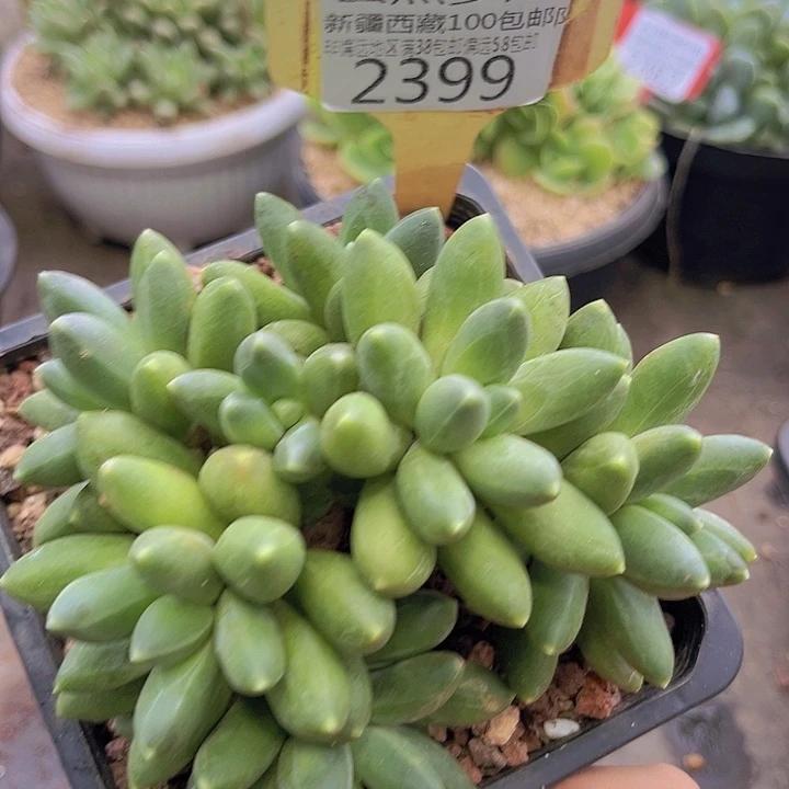 2399千代田。