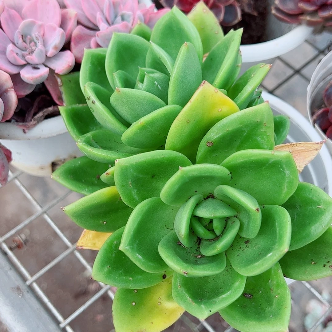 翠花双头起发精品特价