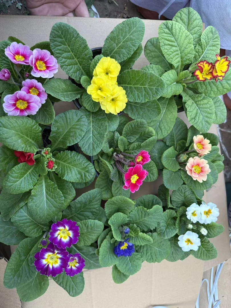 多色报春花多年生耐寒花卉适合阳台庭院盆栽