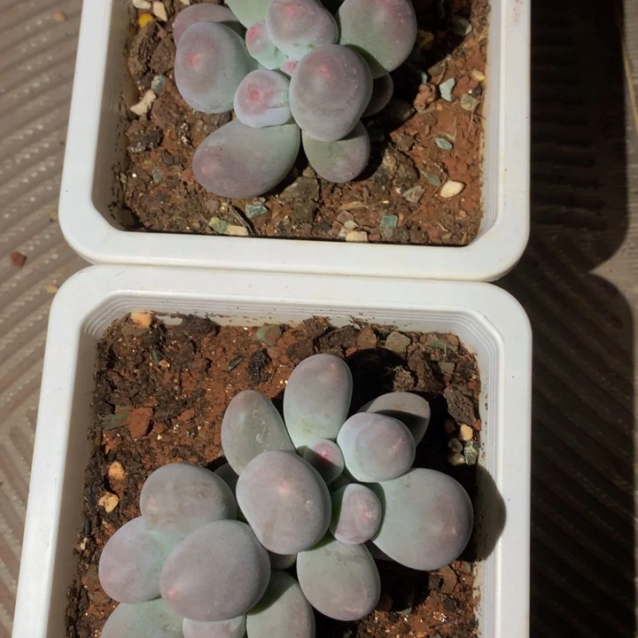 白***兔精控米可奶多肉一物一拍
