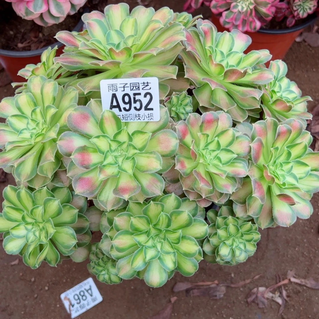 952韶华尺寸25左右