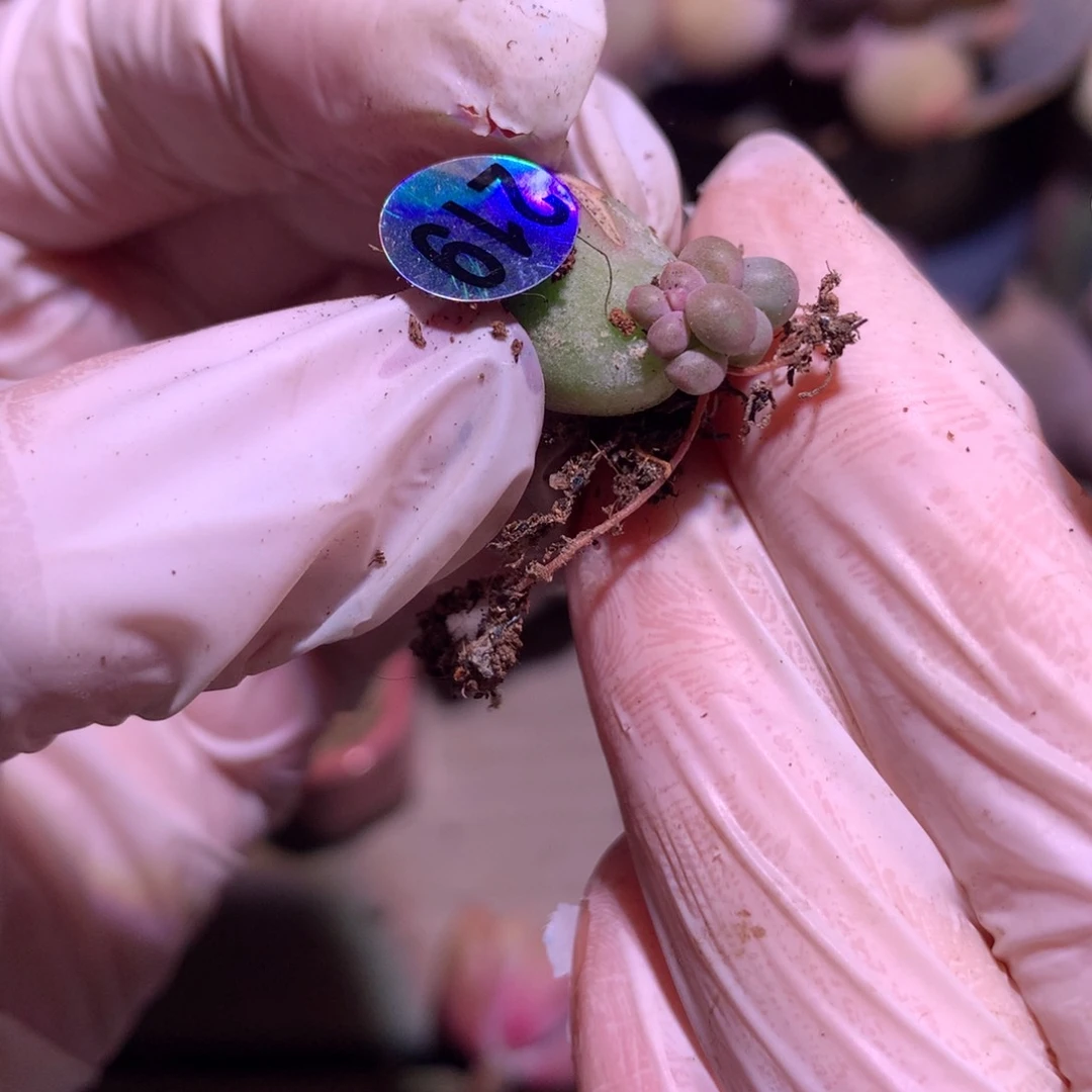 219 天空美人奶酪