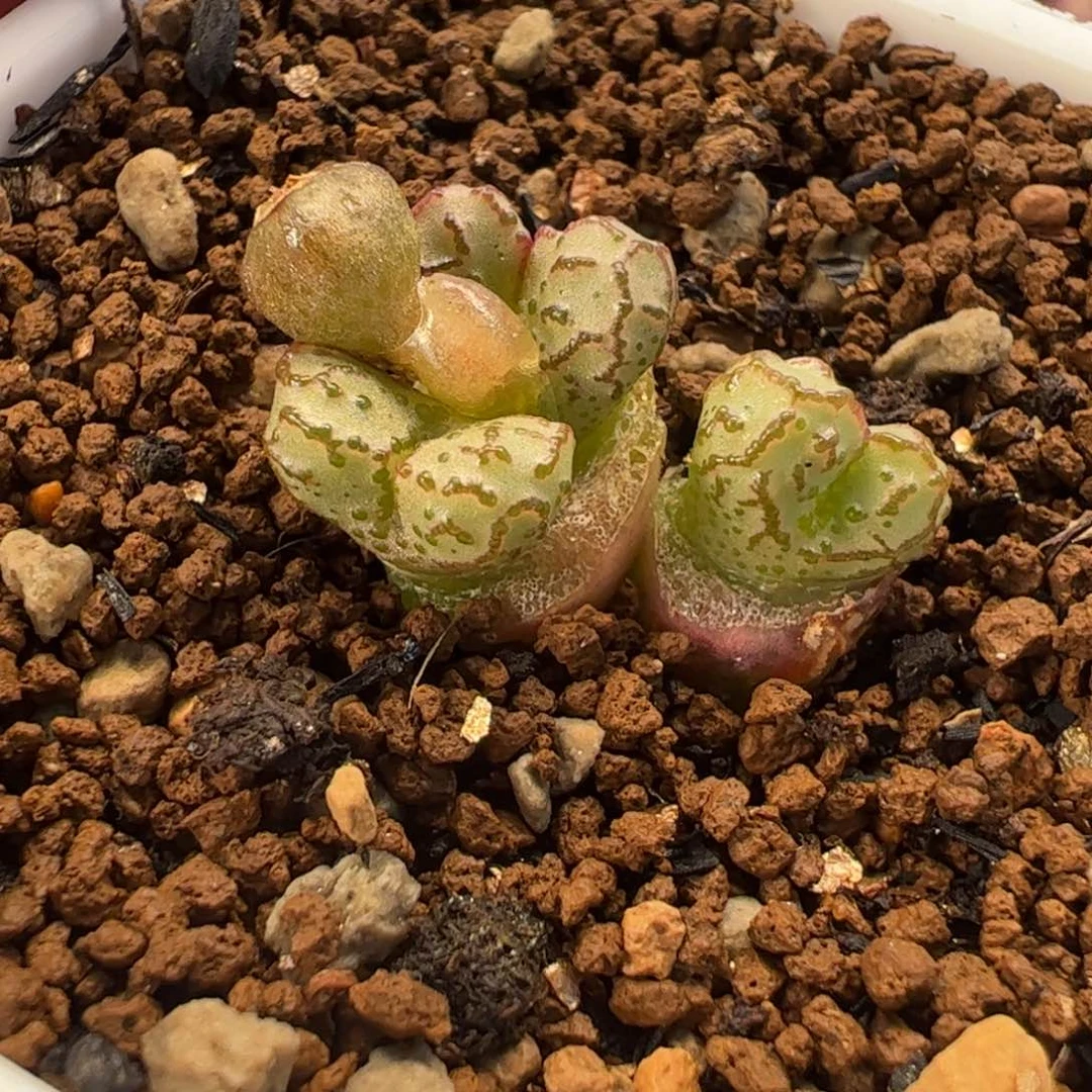 123多肉植物百科