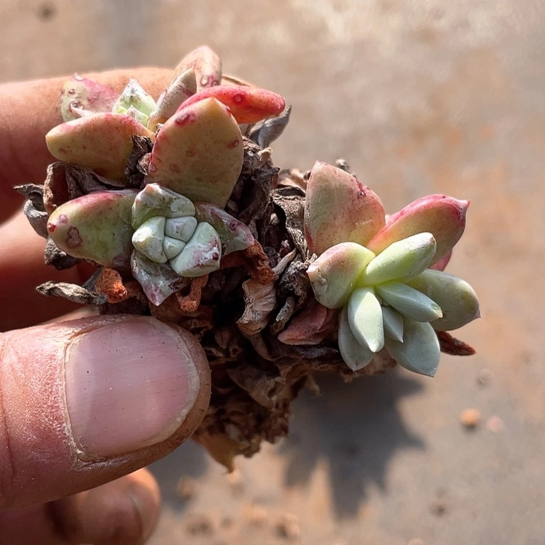 【闪购商品】老庄苹果叶