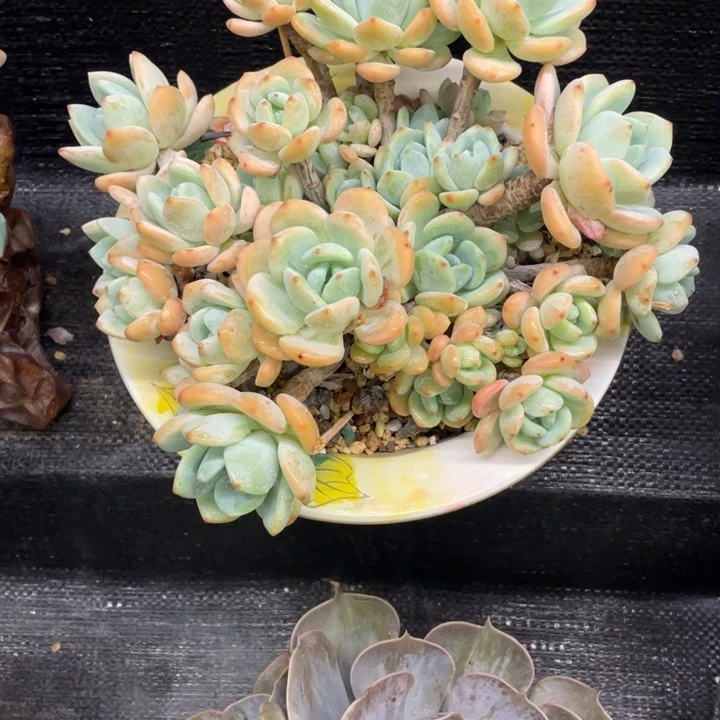 夜***馆弥鹿之森一物一拍