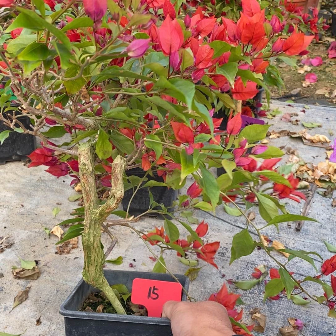 小***子无花朵三角梅鲁比15号