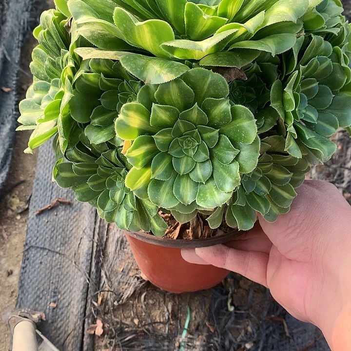 223翡翠琉璃多肉植物