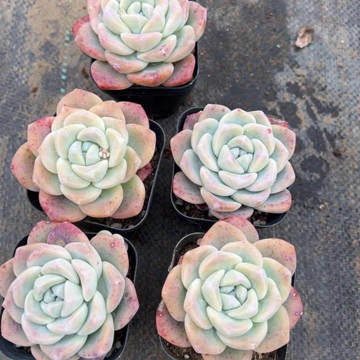 冰玉单头2颗量拍多肉满20包邮下午发货