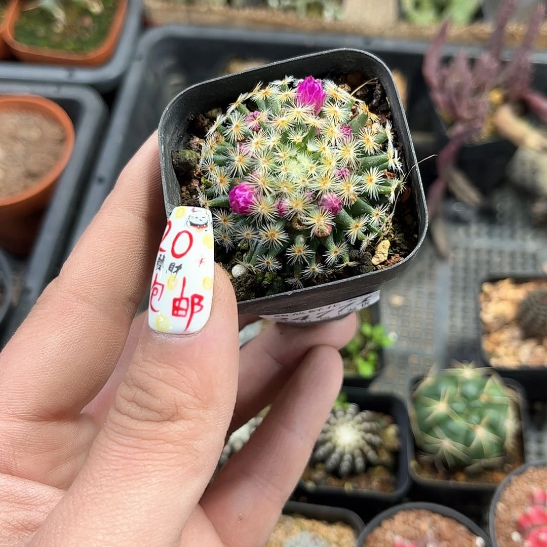 忘*水24771一物一拍单头发货