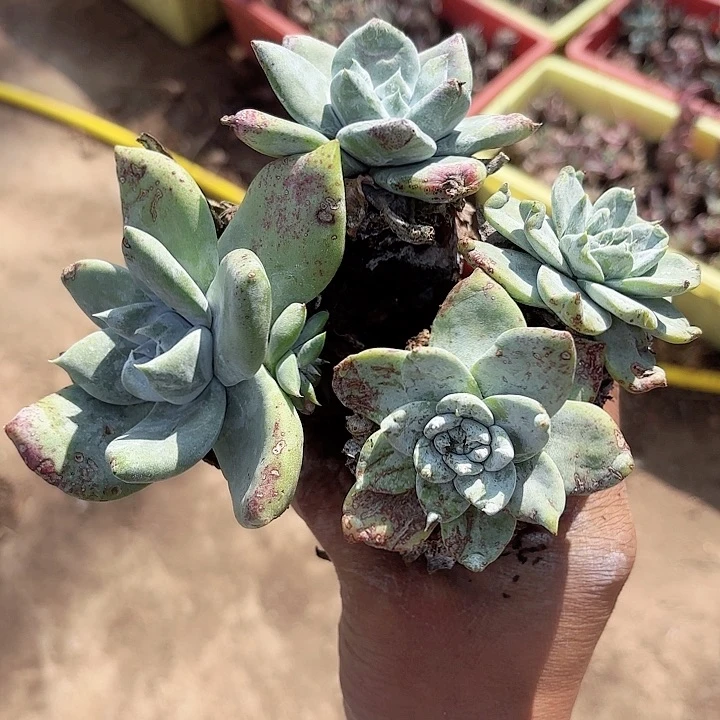 爱*在仙女杯多肉植物