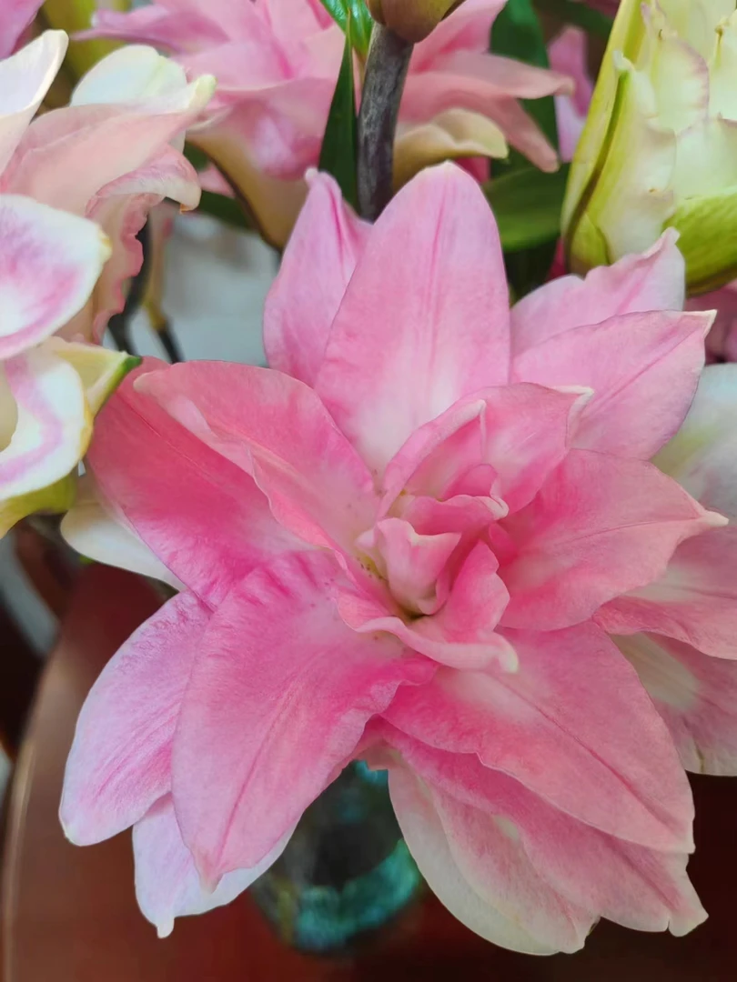 重瓣百合优尼格20个花苞