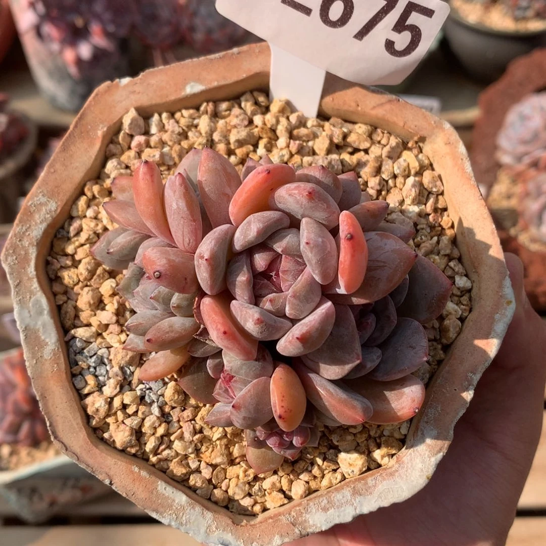 S2675 石榴籽星影群 偏手捧 有砍 8cm