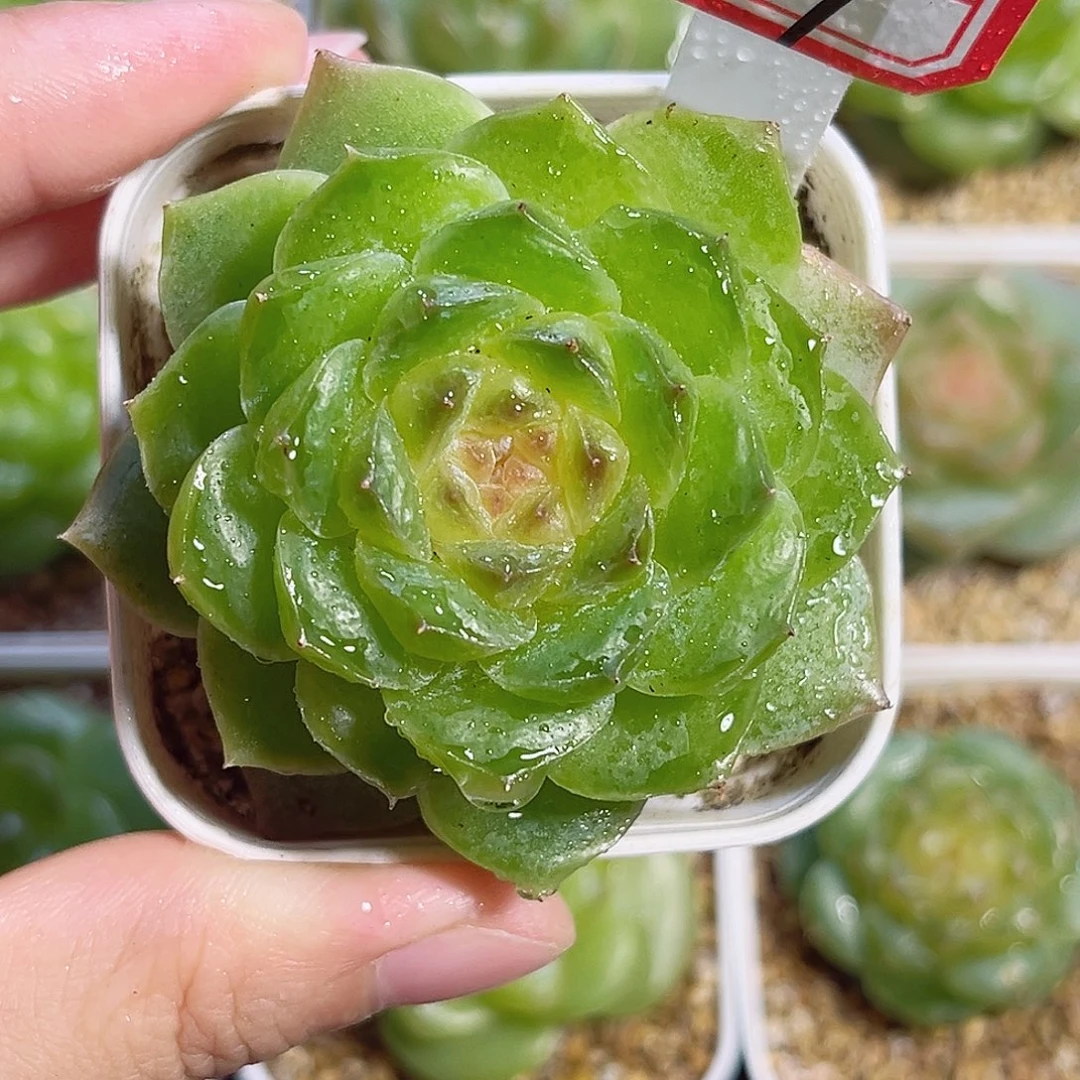 C307 一物一拍 珍妮精选