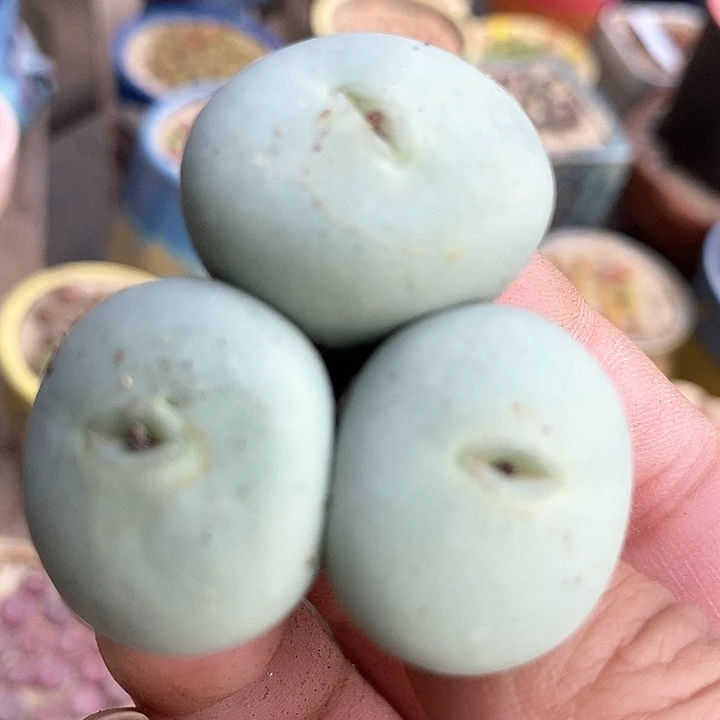 5560大嘴小红嘴一颗