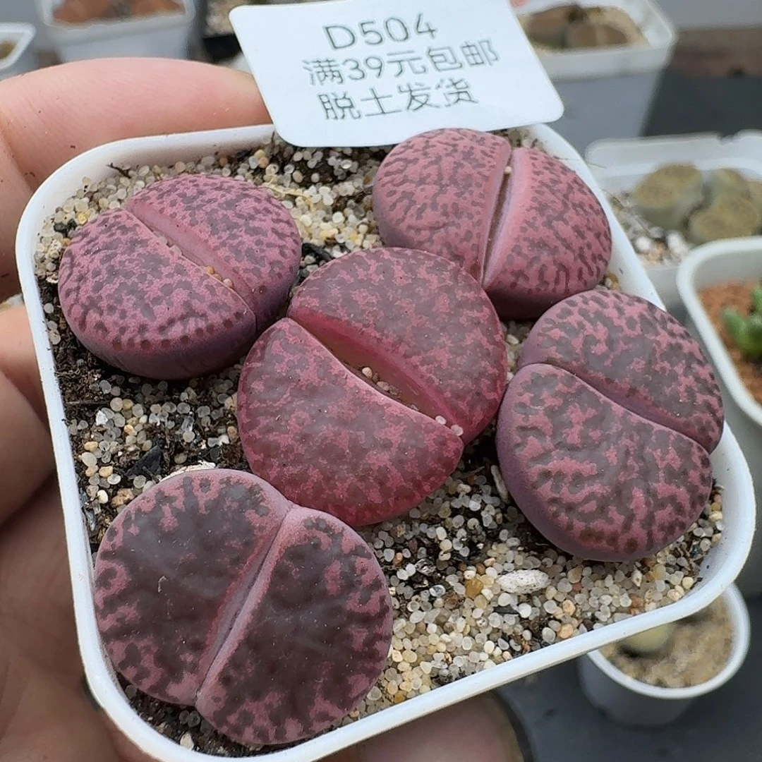 504多肉哈哈哈哈哈哈哈