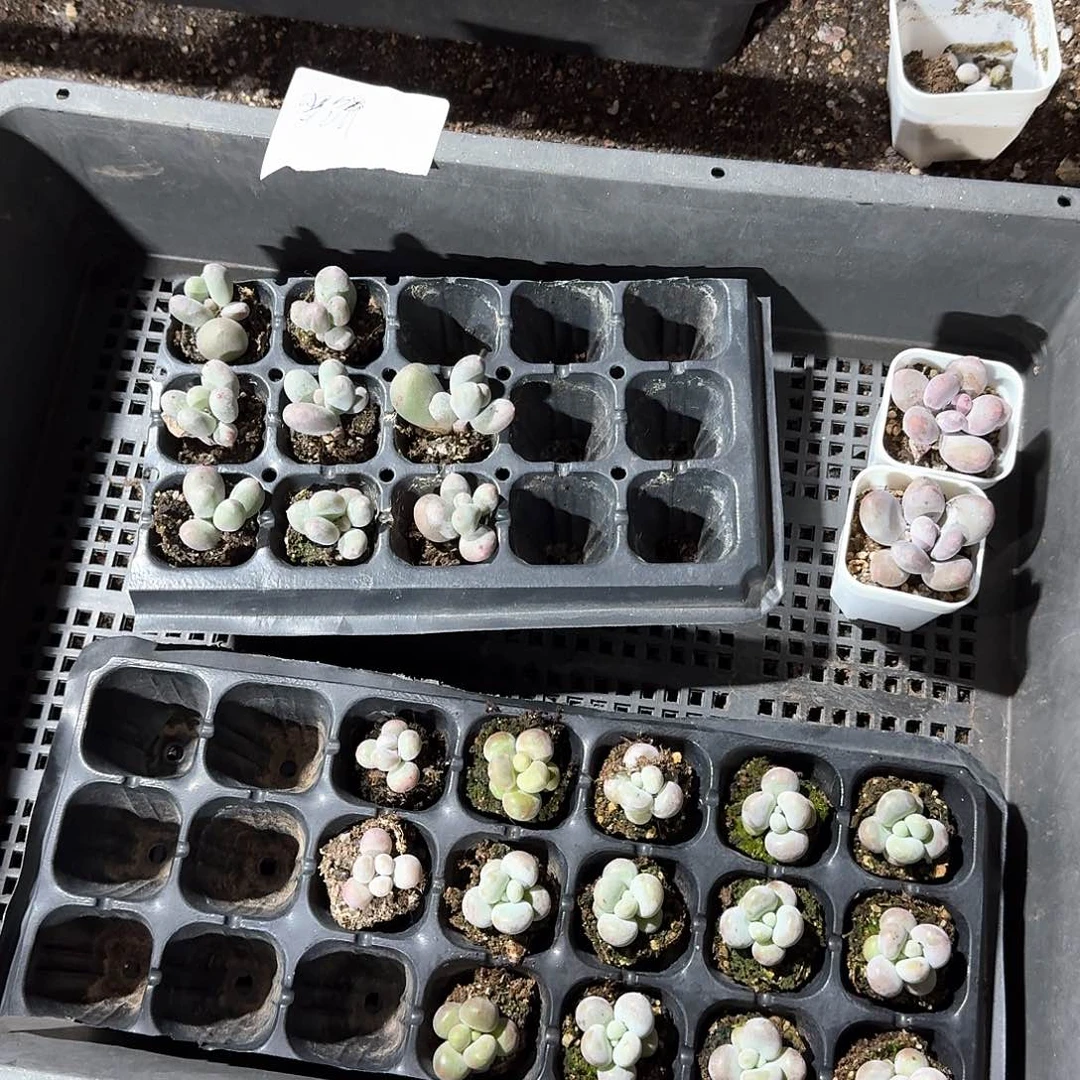 雪饼一物一拍专拍