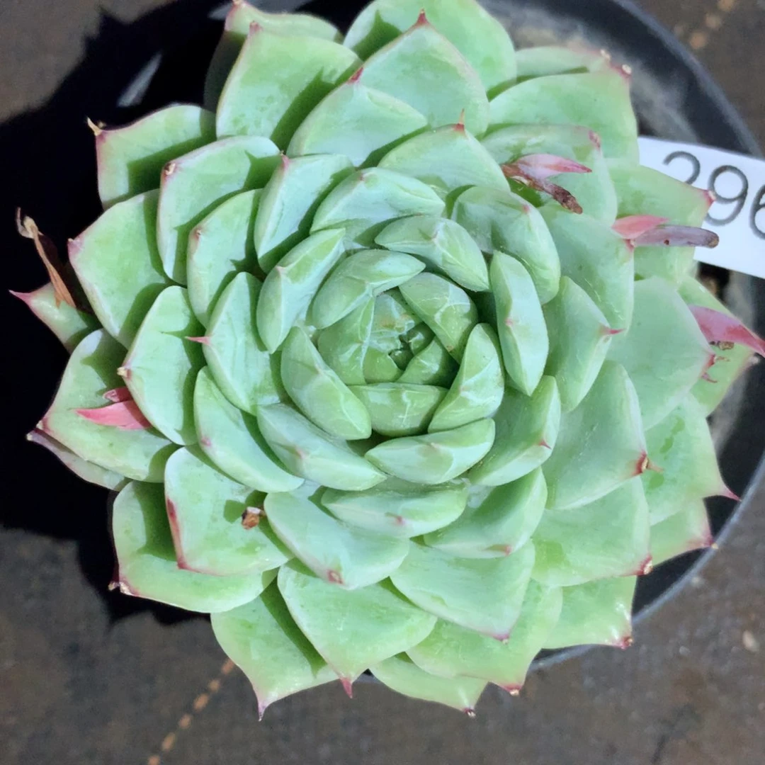 T****23968杂交精品基地9厘米