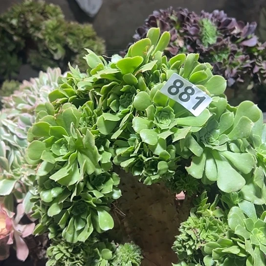 鱼***。多肉植物一个有伤881