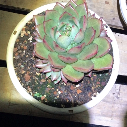 爪*爪一物一拍多肉植物