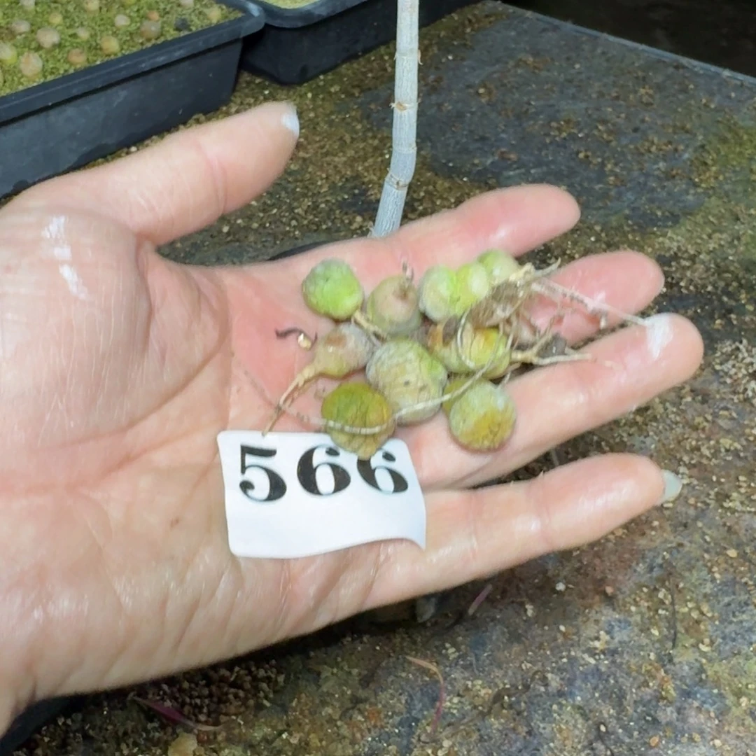 凝蹄玉一堆多肉植物