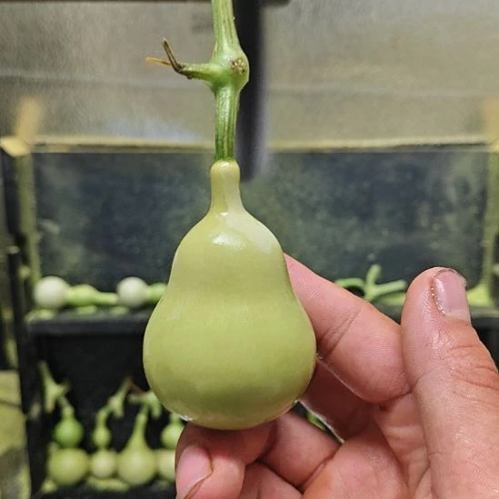 长***羊天津嘴儿咕噜咕噜