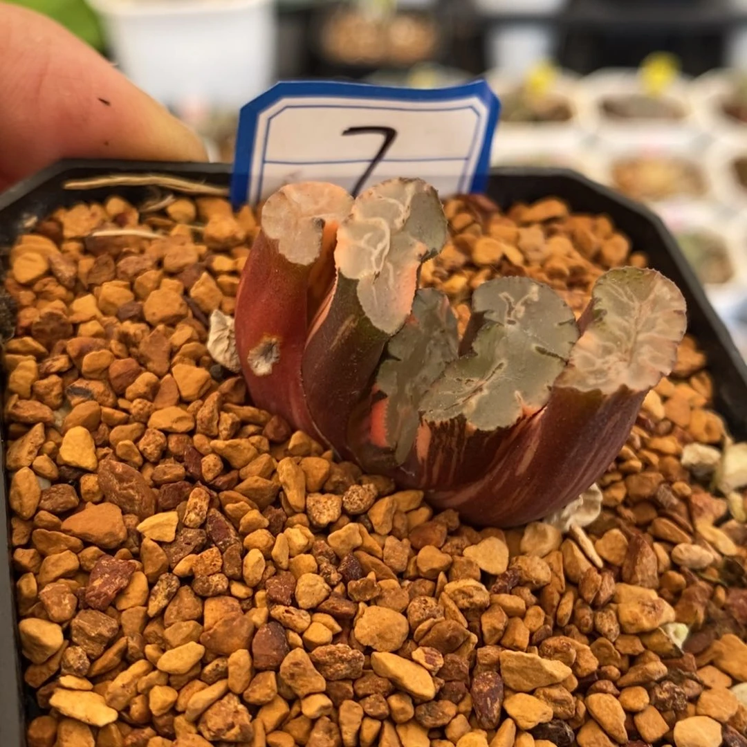 7号北斋玉扇锦多肉