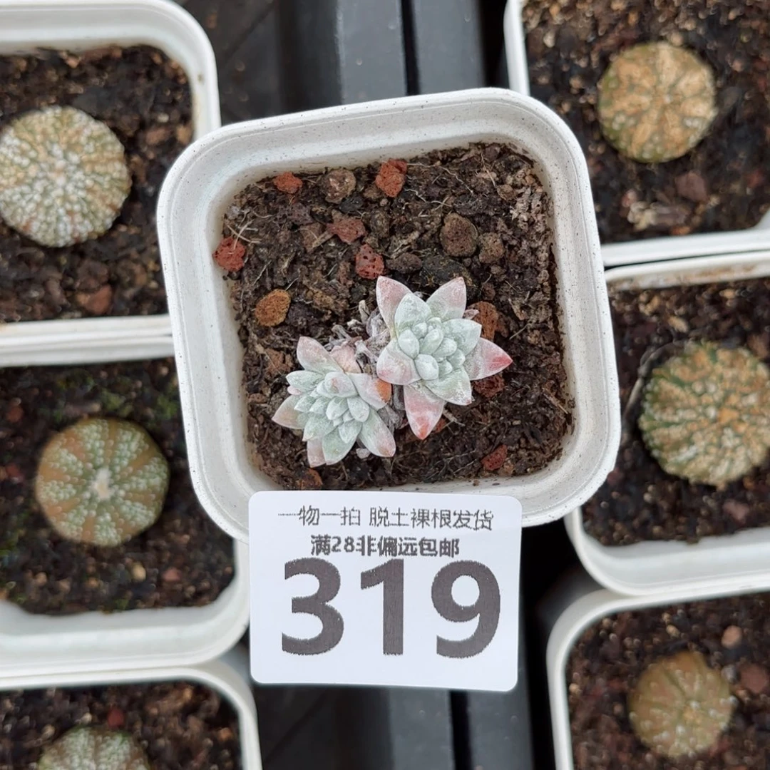 白菊多肉无盆土发货