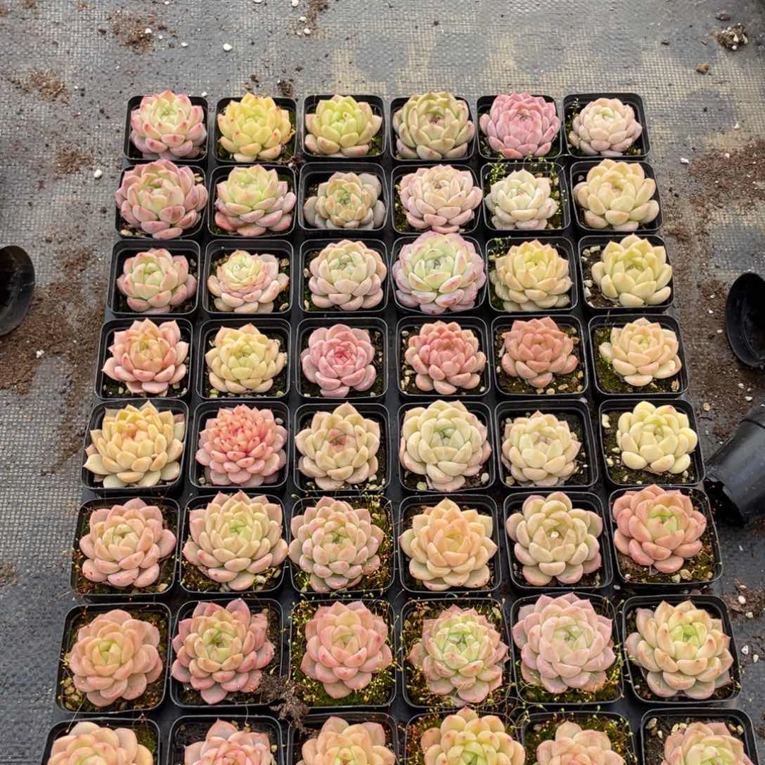 一物一拍48颗11-34