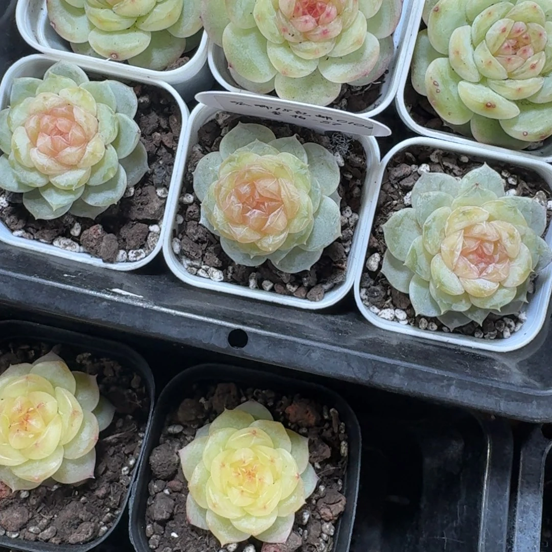 0104-057-冰沙一颗量拍